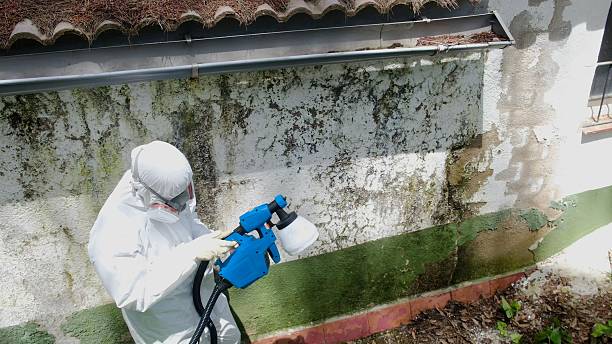 Top rated local Mold Inspection And Testing specialists in Ashland, PA